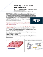 Celula Estructuras y Funciones.