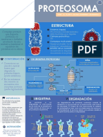 Infografia Proteosoma