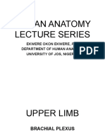 Brachial Plexuse