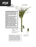 BROOKFIELD KAREN. El Papiro y El Papel. p.20-24 PDF