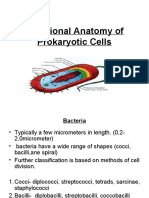 Functional Anatomy of Prokaryotic Cells