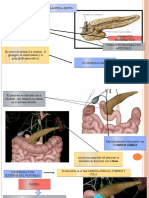 Anatomia Pancreas