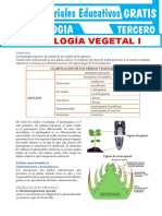 Histología Vegetal para Tercer Grado de Secundaria