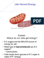 How Cells Harvest Energy