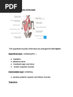 Superficial Muscles of The Back