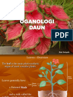 Organ Daun (Leaf) 