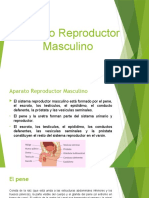 Aparato Reproductor Masculino