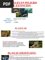 Animales en Peligro de Extincion