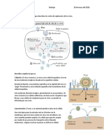 Biología Elabora Un Diagrama en El Que Describas Los Ciclos de Replicación de Los Virus