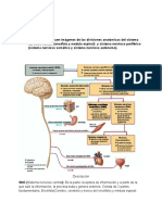 Divisiones Anatómicas Del Sistema Nervioso.