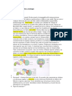 Neuroanatomía Del Encéfalo y Meninges