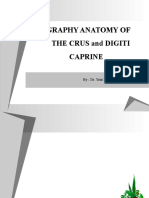 Topography Anatomy of The Crus Caprine