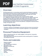 Electroforesis en Gel para Moléculas de ADN