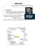 KREB's Cycle PDF