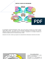 Cartas o Mapas de Brodmann