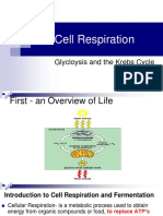 Cell Respiration