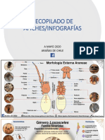 Arañas RECOPILADO AFICHES