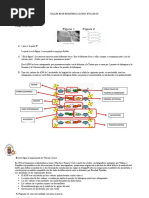 TALLER Acidos Nucleicos