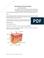 Apuntes de Cátedra Sistema Tegumentario PDF