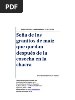 Seña de Los Granitos de Maiz Que Quedan Despues de La Cosecha en La Chacra