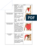 Anatomia Superior