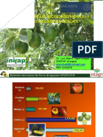 Manejo Del Riego en El Aguacate (Tapia) PDF