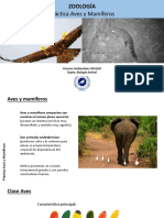 Práctica Aves y Mamíferos PDF