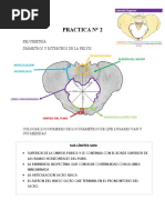 Pelvis