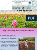 Cultura Trandafirului (Rosa SPP.) În Spații Protejate