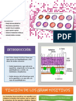 Bacterias Grampositivas PDF