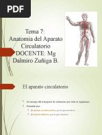 Anatomia - Sistema - Cardiovascular. Sary2