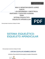 Cap. 8 - Esqueleto Apendicular PDF