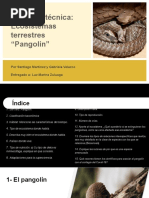 Biologia Ecosistemas Terrestres El Pangolin