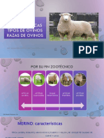 Caracteristicas Por Fin y Razas Del Ovino PDF