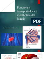 Funciones Del Higado