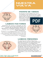 Infografía La Vulva Modulo 1 Custodias