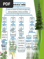 Esquema El Secreto de Las 7 Semillas