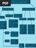 Esquema Sistema Nervioso