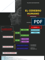 Cerebro Humano - Configuración Externa