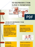 Aparato Reproductor Masculino y Femenino