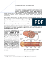 Material de Apoyo 1 - Músculo Esquelético