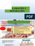 Inflamación y Reparación