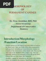 Lecture 5 - MORPHOLOGY OF PERMANENT CANINES