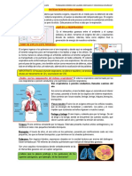 SISTEMA RESPIRATORIO HUMANO Ok