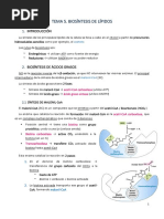 Biosíntesis de Lípidos