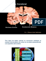  Corteza Cerebral 