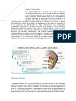 Formacion de Las Yemas Pulmonares