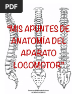 Apuntes Anatomía Locomotor