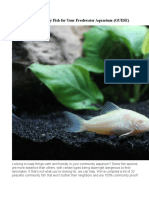 20 Peaceful Community Fish For Your Freshwater Aquarium