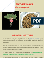 Cultivo de Maca